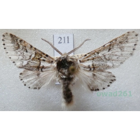 Furcula bifida (Brahm, 1787) male Widłogonka dwojaczka, Leszczotka dwojaczka Czech21l